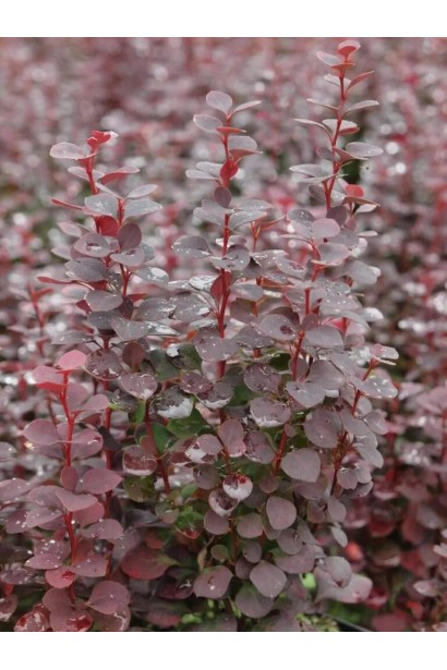 Барбарис тунберга Чоклет Саммер 